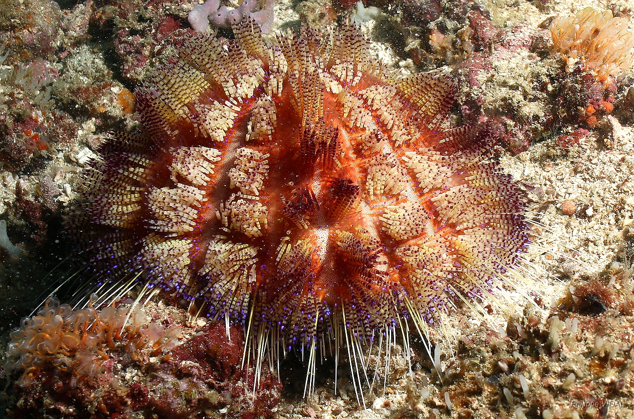 Komodo 2016 - Variable fire ursin - Oursin feu - Asthenosoma varium - IMG_6347_rc.jpg